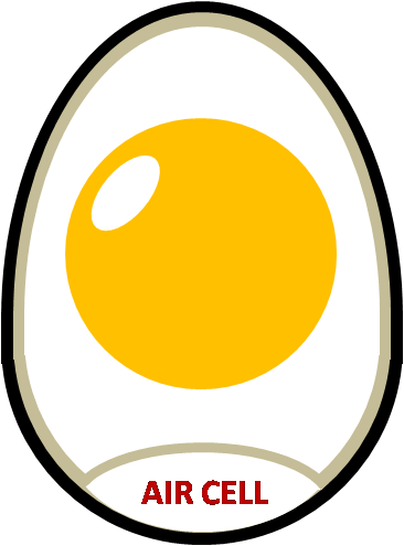 egg2anatomy